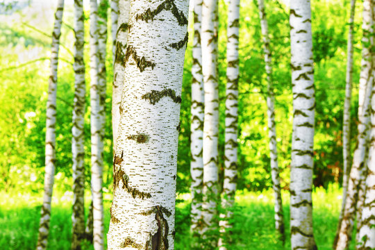 Fototapeta summer in sunny birch forest