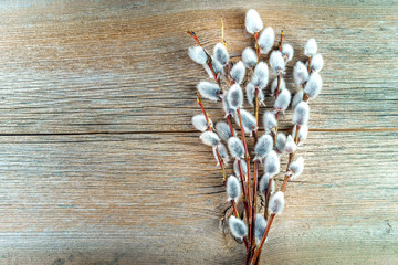 Willow branches with catkins on natural wood from above. free text space - obrazy, fototapety, plakaty