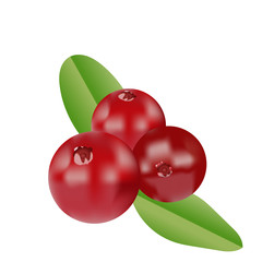 Vector realistic cranberries with leaves. Isolated objects