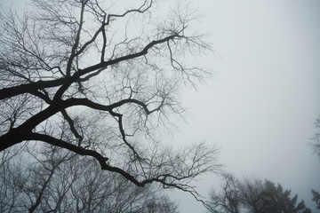  Bare branches on a cloudy sky background