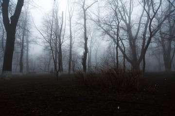 Fototapeta premium Fog in the park