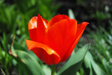 Beautiful tulip flower