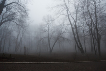 Fog in the park