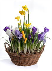 Basket with spring flowers isolated on white background. Wicker basket with crocuses and daffodils.