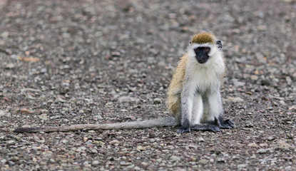 Monkey in Lake Nakuru - Kenya
