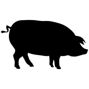 Black vector silhouette of pig