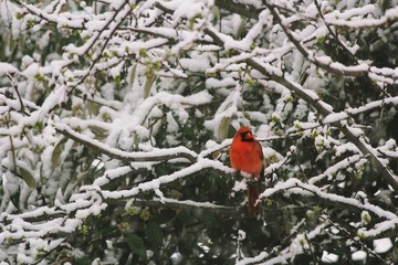 Cardinal sitting on Snowy branch, selective focus