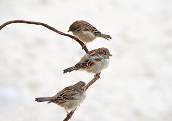 Sparrow on wire