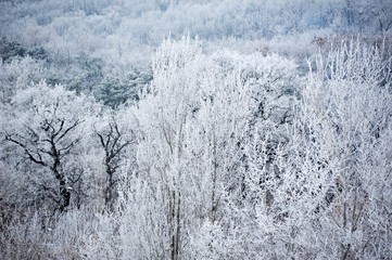 Winter forest in hoarfrost