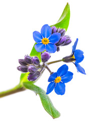 forget-me-not flowers isolated on white background 1:1 macro lens shots