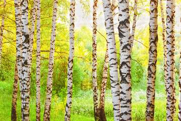 summer in sunny birch forest