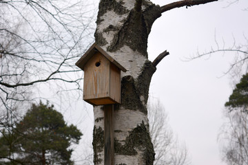 A house for birds on a birch, nature, spring