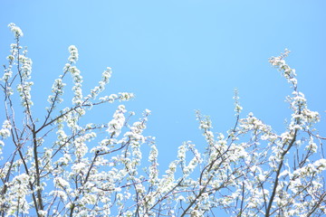 fleurs de pruniers sur fond de ciel bleu