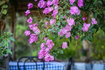 Terrace with furniture and plants. Wooden dining table set in garden setting at the old restaurant. outdoor zone around flower garden