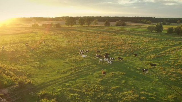 Aerial Shot of a Cows Grazing on a Beautiful Meadow. It's Warm and Sunny Day. Shot on 4K (UHD) Camera.