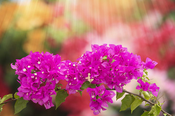 Obraz premium bougainvilleas in spring.
