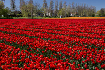 Tulip Culture,  Netherlands