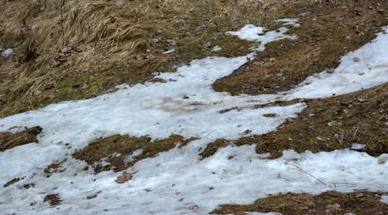 Last snow on dry grass, spring landscape 