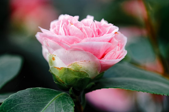 Rosa Kamelie - Camellia japonica L.  'Debutante' Theaceae