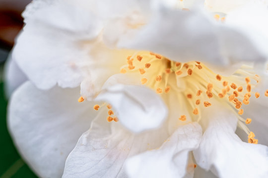 Weisse Kamelie - Camellia - Hybride 'Scentuous' Theaceae
