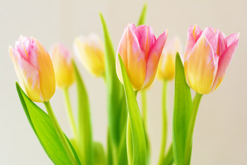 Bouquet of spring flowers, pink and yellow tulips.