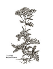 Vector images of medicinal plants. Detailed botanical illustration for your design. Achillea