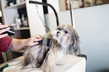 Lhasa apso at grooming salon. 
