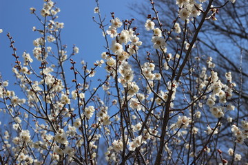 白い南高梅の花