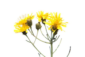 Canadian hawkweed (Hieracium canadense) isolated on white background. Wild yellow flowers on white...
