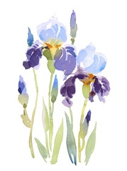 Watercolor Blue Irises Flowers Floral Background Texture Hand Painted Illustration