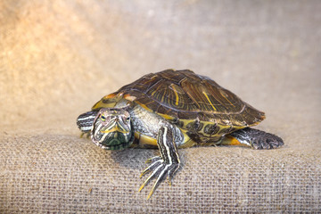 Closeup of pond slider red-eared turtle.(5)