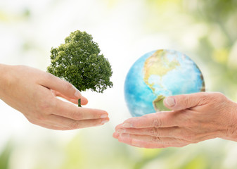 hands holding green oak tree and earth planet