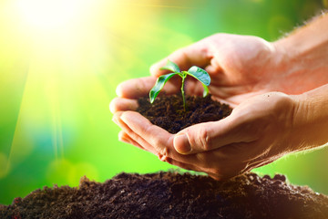 Man's hands planting the seedlings into the soil over nature green sunny background