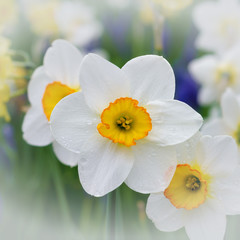 White and yellow daffodils in a park, vignette white