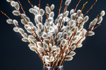 Pussy willow bunch on dark background closeup