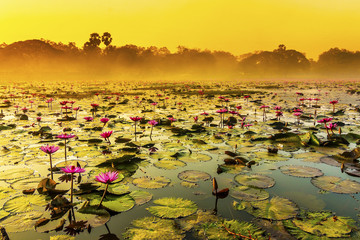 Sunrise over a spring lake with lilies