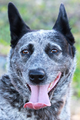 Cattle Dog Close Up Outdoors Ears Pricked Up Tongue Out