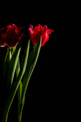 Red and scarlet tulips on a black background. Lots of space for text.