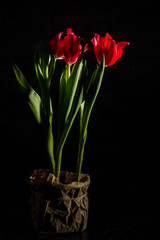 Red and scarlet tulips on a black background. Lots of space for text.
