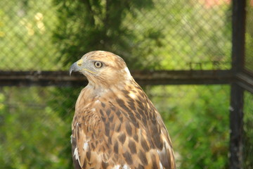 Falcon