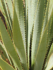 cactus desert plant leaves
