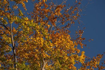 Herbstlaub im Himmel