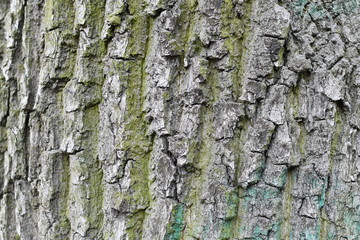 tree bark closeup