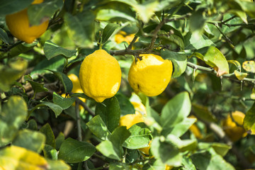 Ripe lemon fruits hanging on branch