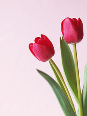Red tulips on white background. Red flowers.