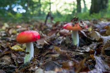 rote Pilze auf einem Waldboden