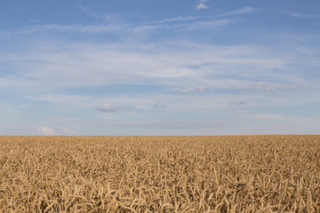 golden field of ripe wheat in the last rays of the sun