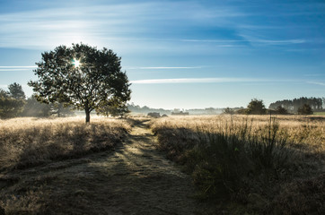 Fototapeta na wymiar Sonne hinter einem Baum im Nebel