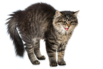 Fauchende Katze macht Katzenbuckel - obrazy, fototapety, plakaty