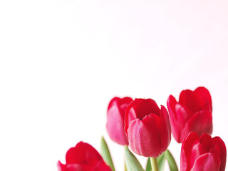 Red tulips on white background. Red flowers.